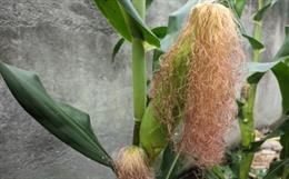 Fabrics from corn fibres